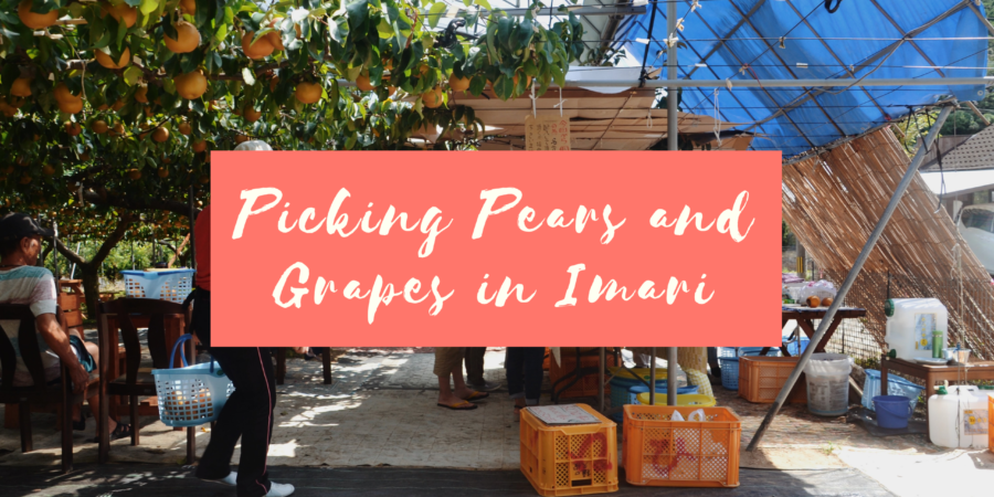 Picking Pears and Grapes in Imari