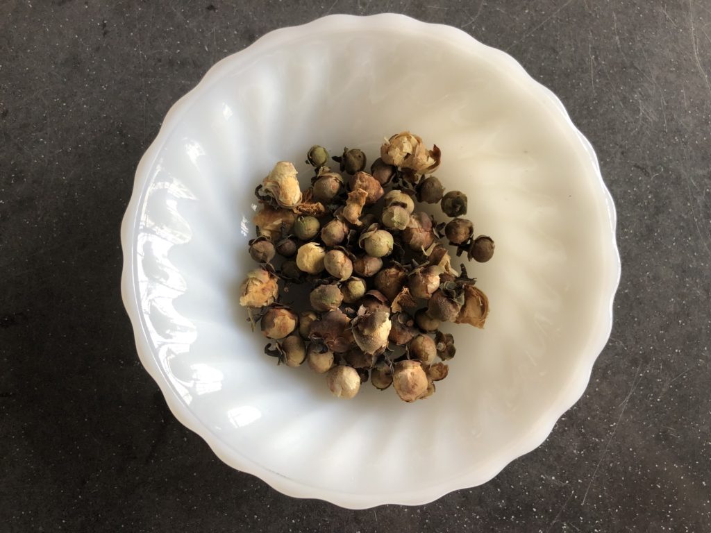 camellia sinensis tea buds