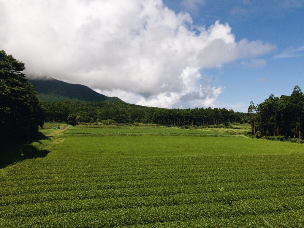 Hachimanjyu Tea Farm