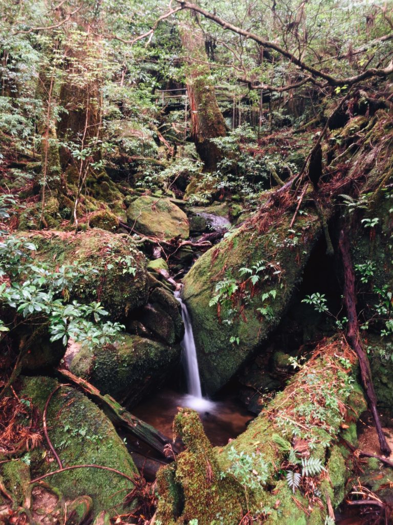 Yakusugi Land