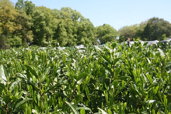 sayama tea field