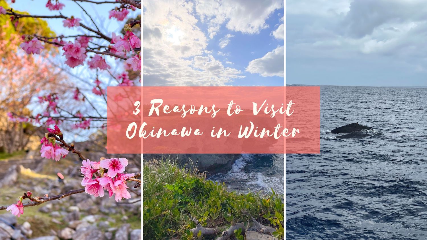 3 Reasons to Visit Okinawa in January - Eustea Reads